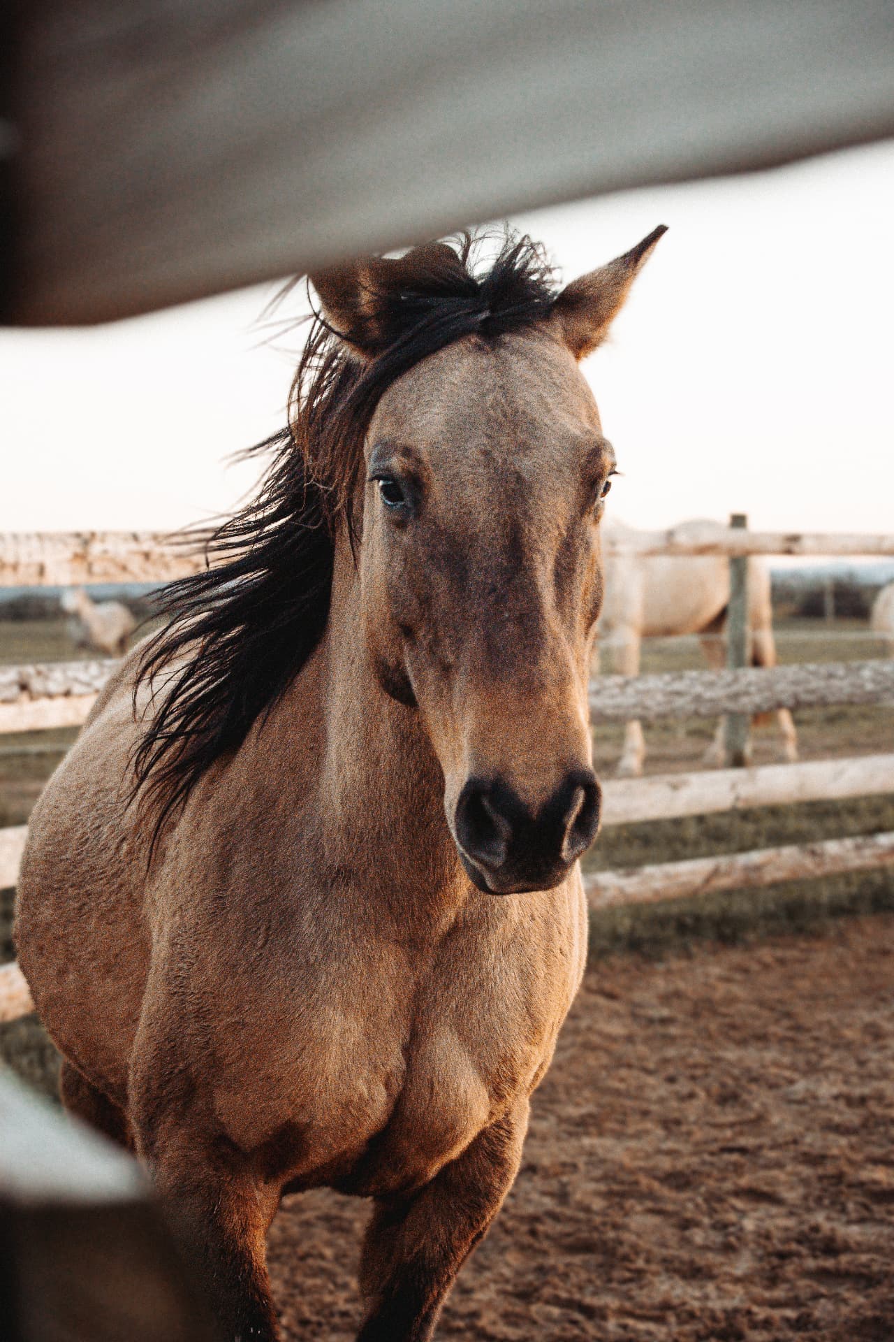 Portrait d'un cheval à la crinière au vent